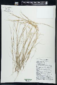 Aristida basiramea image