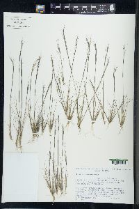 Aristida basiramea image