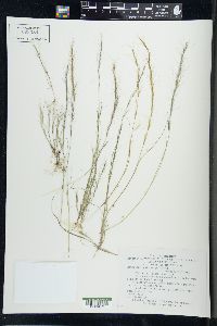 Aristida longespica image