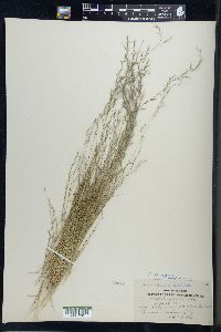 Aristida longespica image