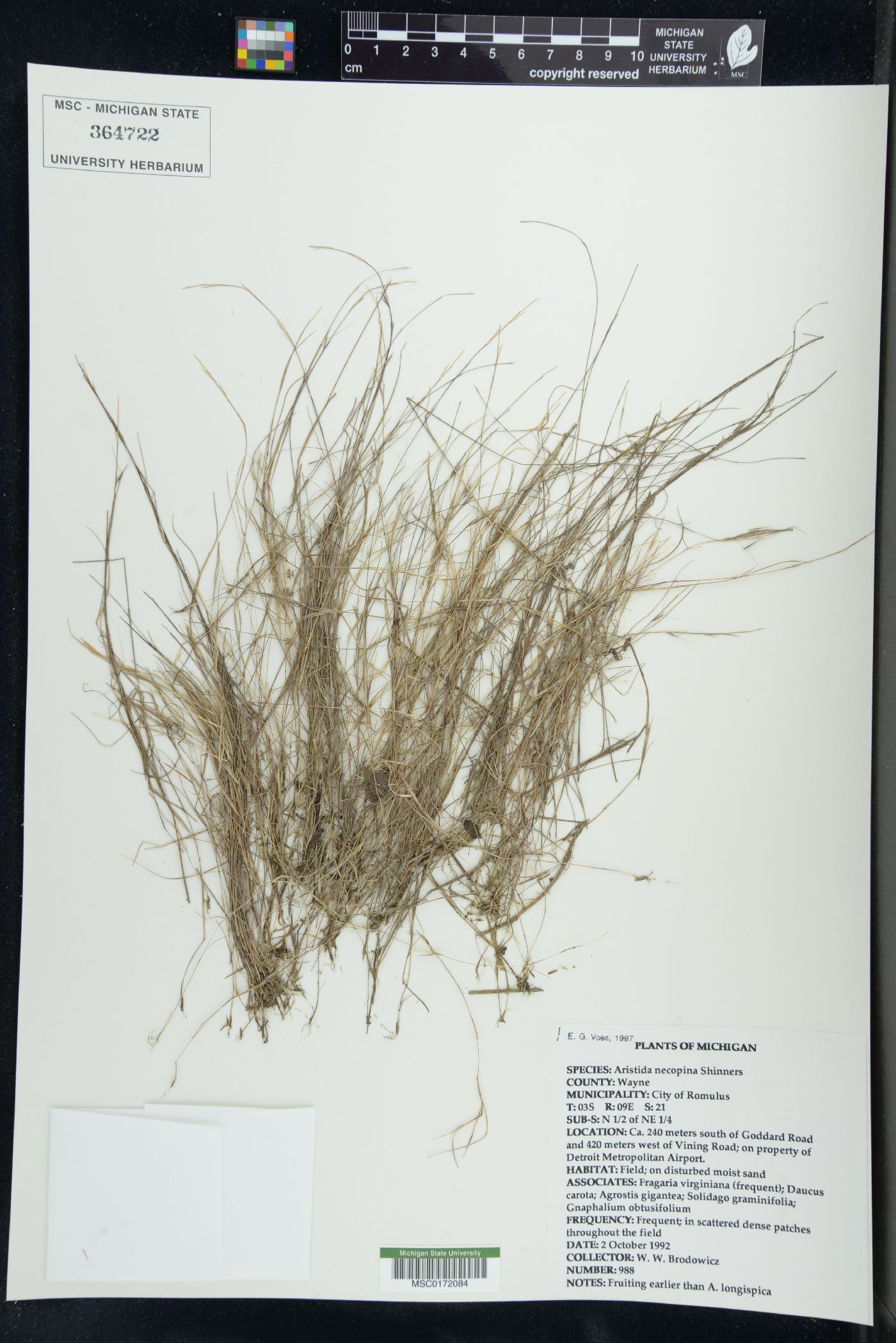 Aristida necopina image