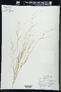 Aristida oligantha image