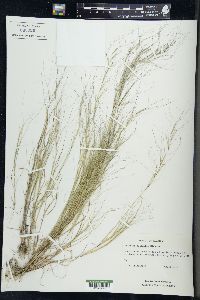 Aristida oligantha image