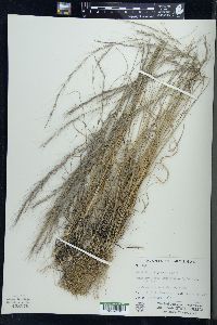 Aristida purpurascens image