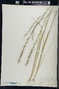 Aristida purpurascens image