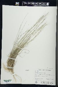 Aristida purpurascens image