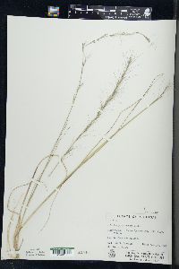 Aristida purpurascens image