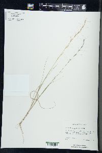 Aristida purpurascens image