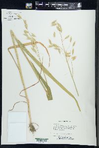 Avena sativa image