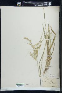 Bromus catharticus image