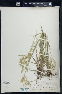 Bromus kalmii image