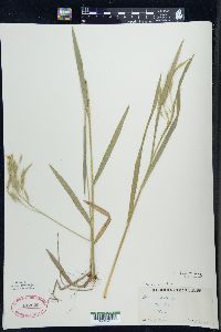 Bromus kalmii image