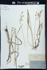 Bromus kalmii image