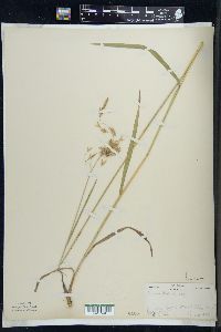 Bromus kalmii image