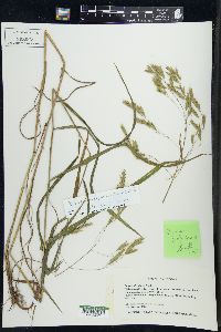 Bromus latiglumis image