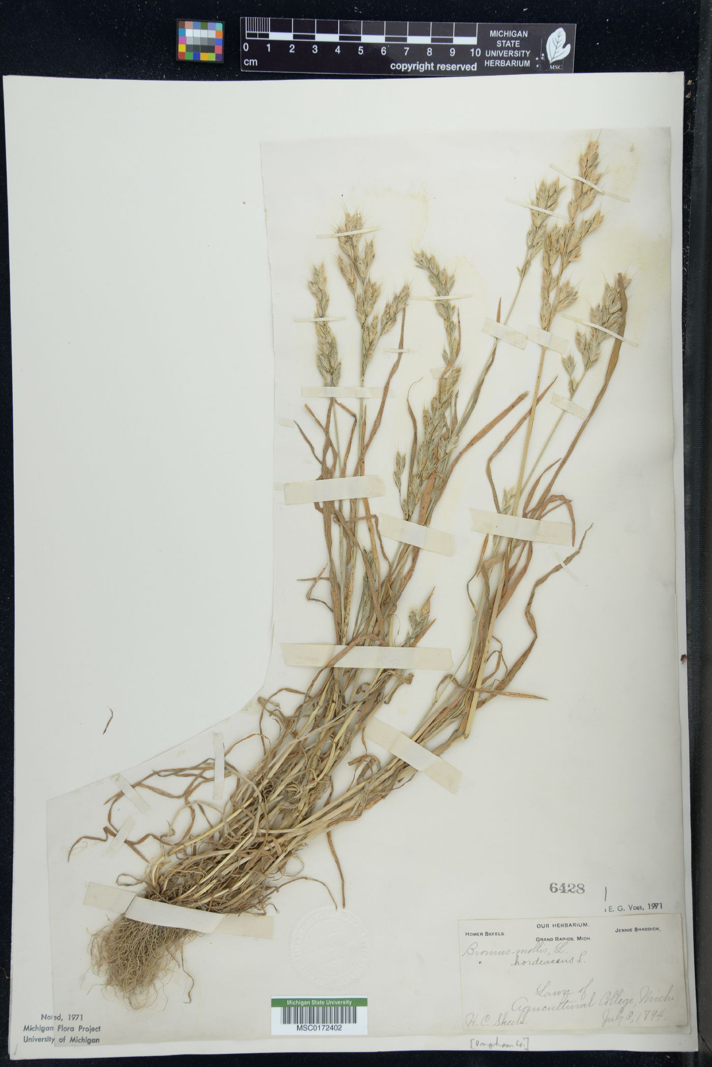 Bromus hordeaceus subsp. hordeaceus image