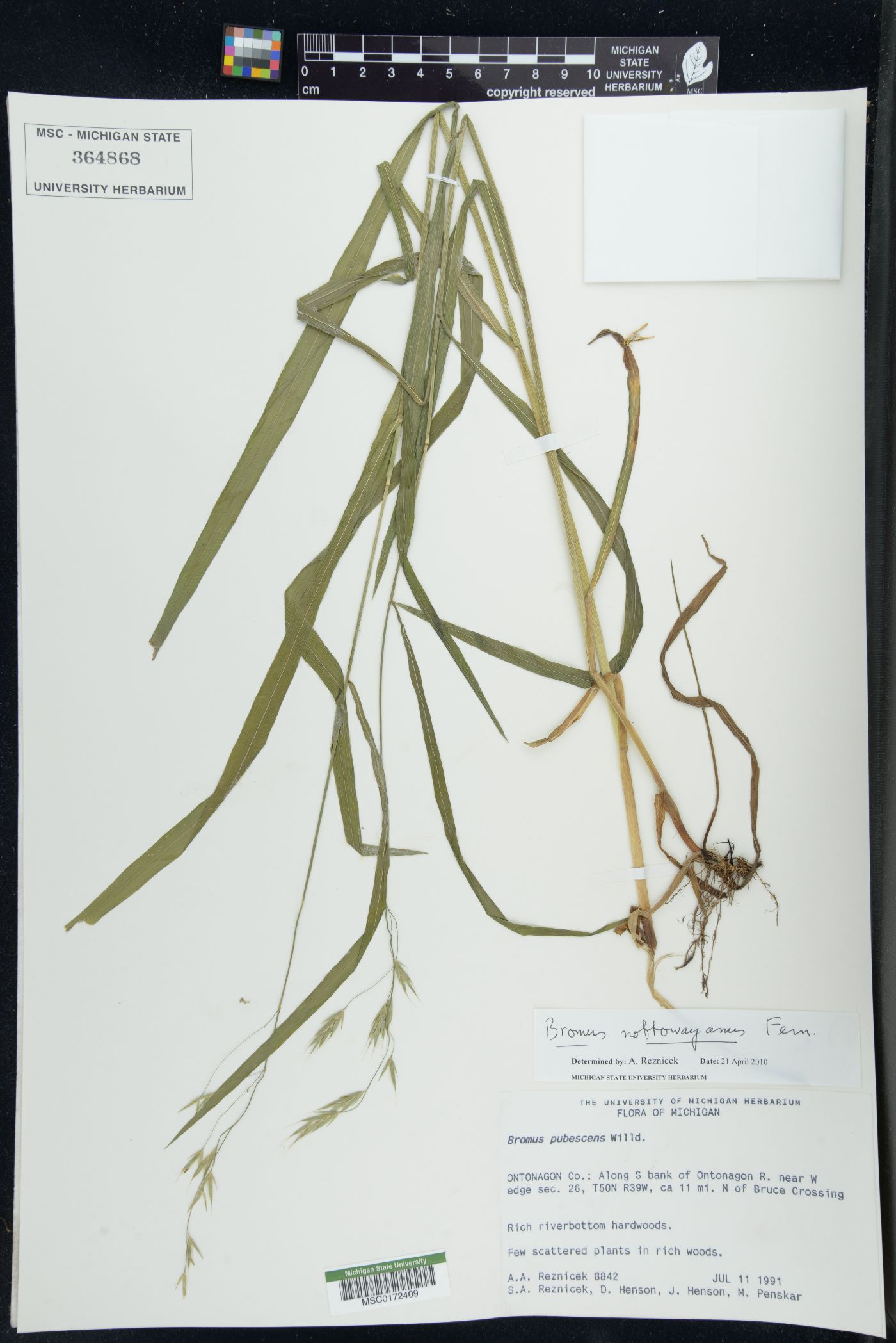 Bromus nottowayanus image