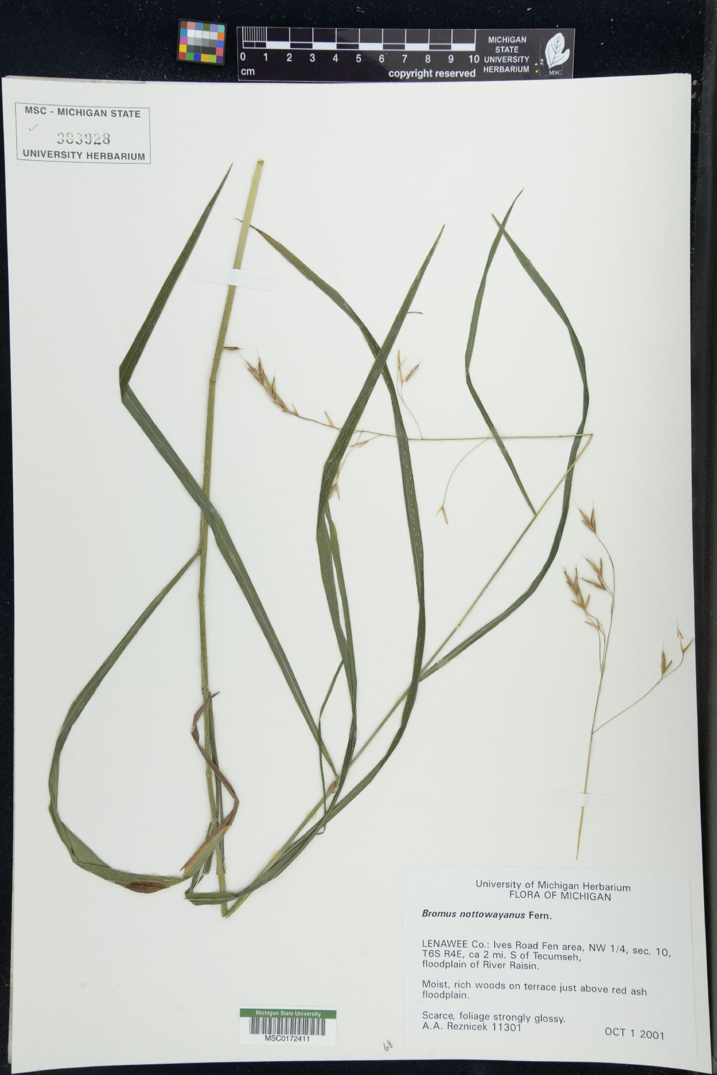 Bromus nottowayanus image