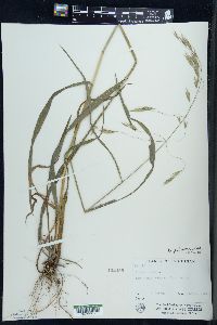 Bromus pubescens image