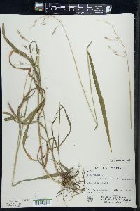 Bromus pubescens image