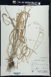 Bromus pubescens image