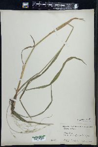 Bromus pubescens image