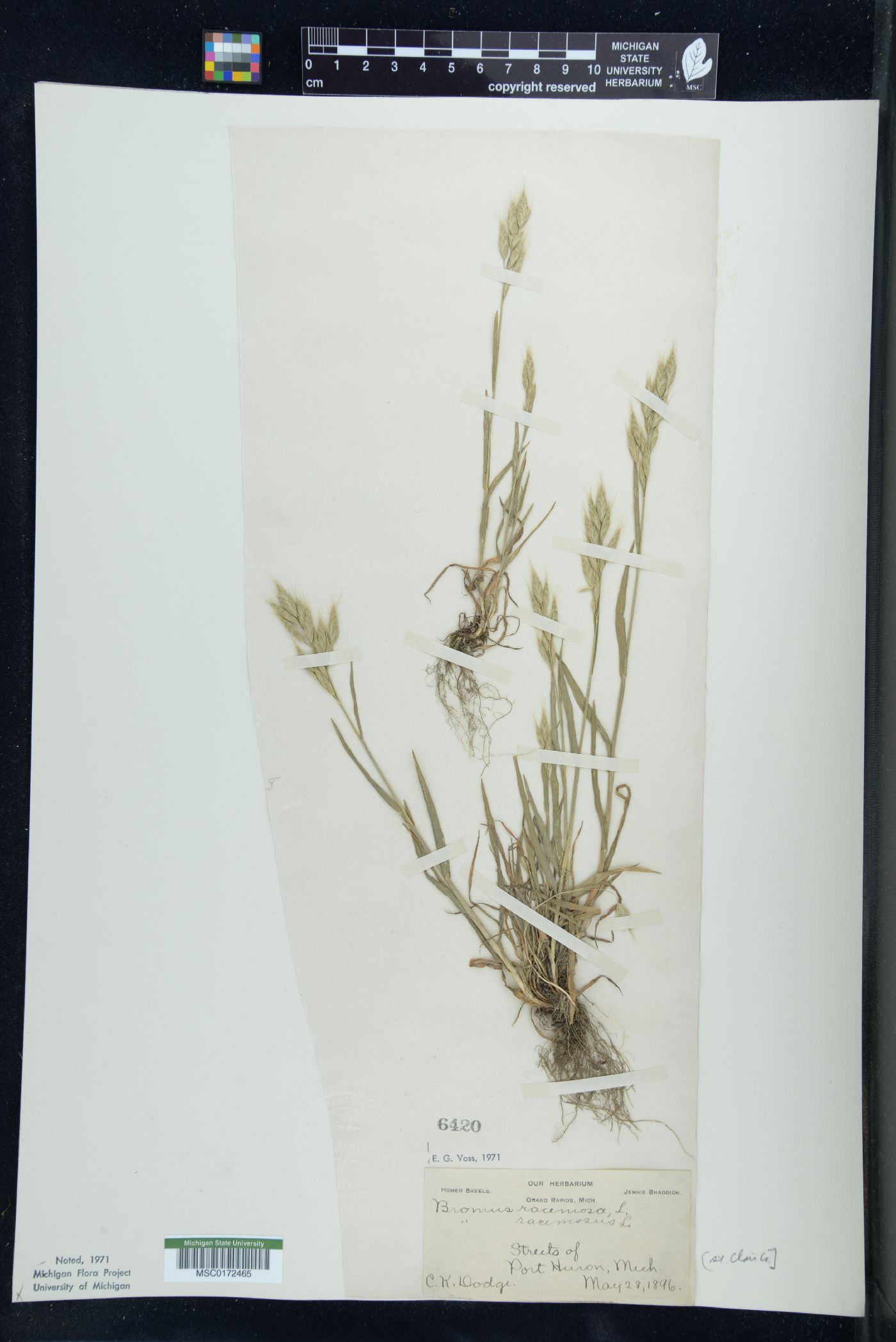 Bromus racemosus image