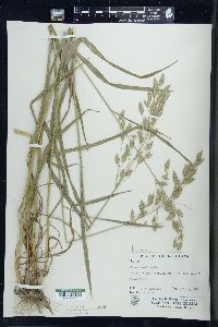 Bromus secalinus image