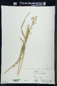 Bromus secalinus image