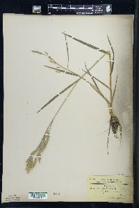 Bromus secalinus image