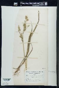 Bromus secalinus image