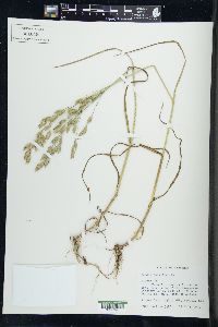 Bromus secalinus image