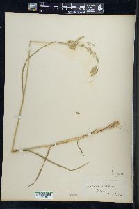 Bromus secalinus image