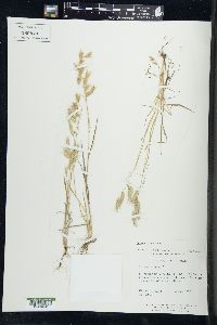 Bromus squarrosus image