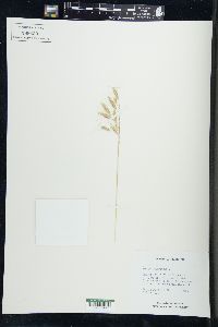 Bromus squarrosus image