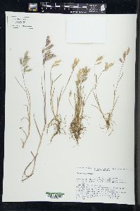 Bromus squarrosus image