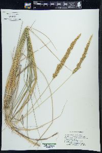 Calamagrostis stricta image