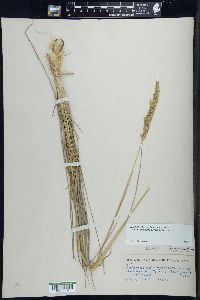 Calamagrostis stricta image