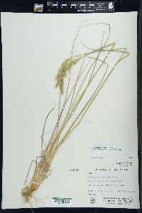 Calamagrostis stricta image