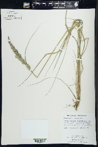 Calamagrostis stricta image