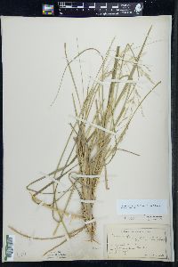 Calamovilfa longifolia image