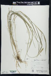 Carex alopecoidea image