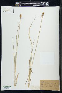 Carex alopecoidea image