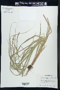 Carex alopecoidea image