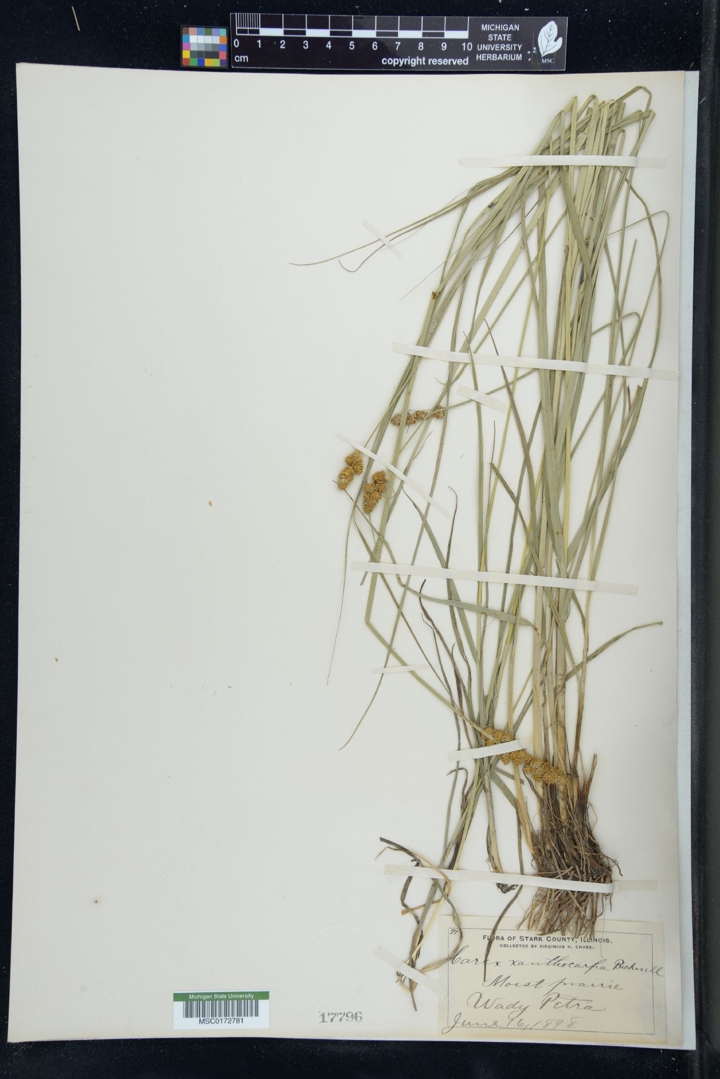 Carex xanthocarpa image