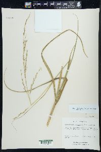 Calamovilfa longifolia image