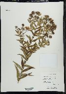 Symphyotrichum novae-angliae image