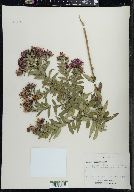 Symphyotrichum novae-angliae image