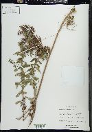 Symphyotrichum novae-angliae image