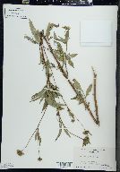 Bidens vulgata image